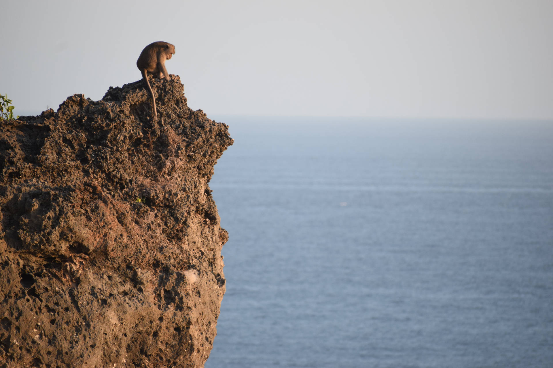 Monkey On Cliff Awesome Animal