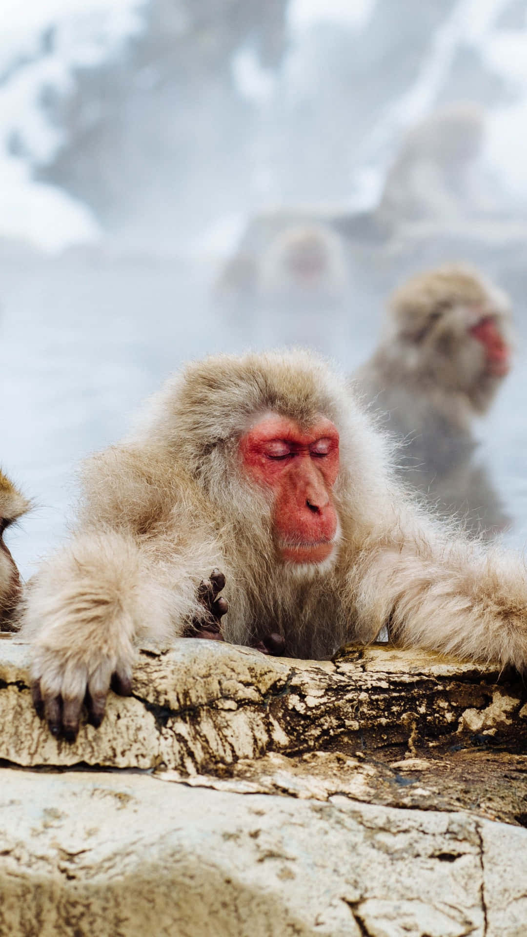 Monkeying Around With The Latest Iphone Background