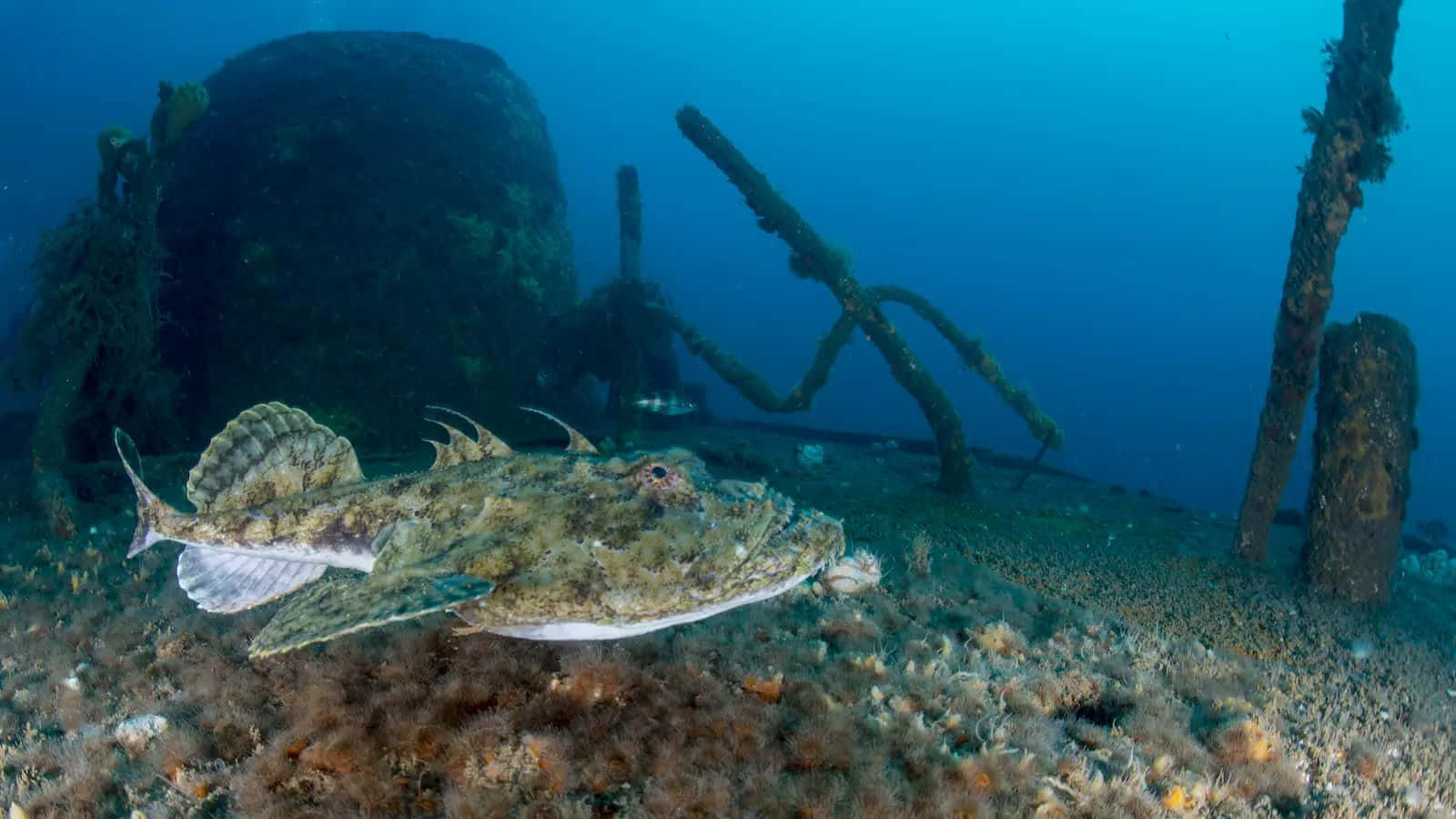 Monkfish Camouflaged Near Shipwreck Background