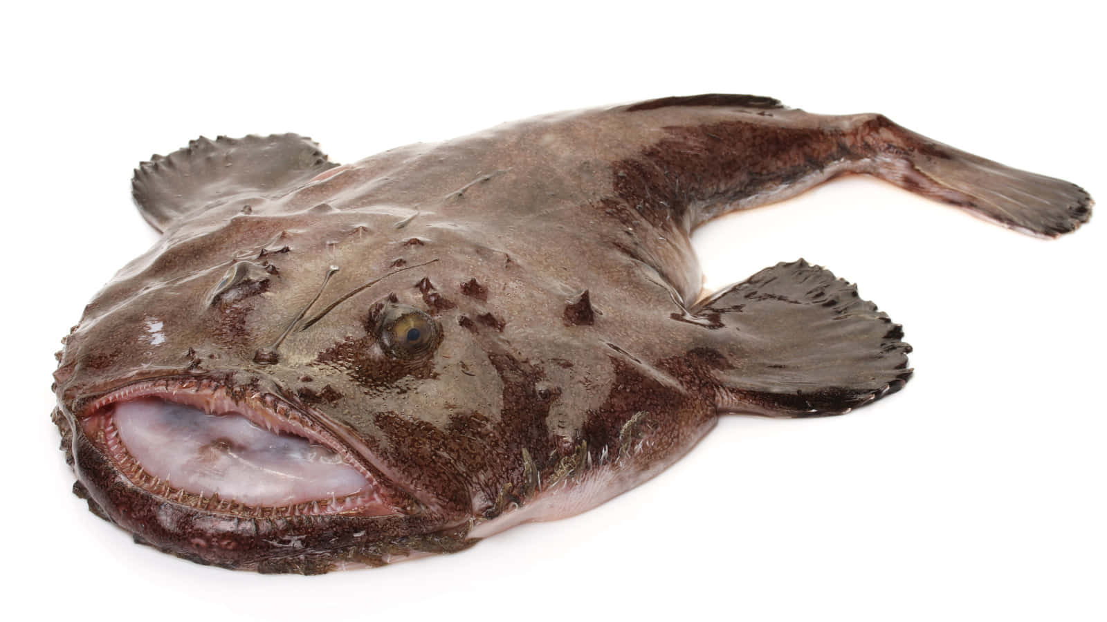 Monkfish Isolatedon White Background