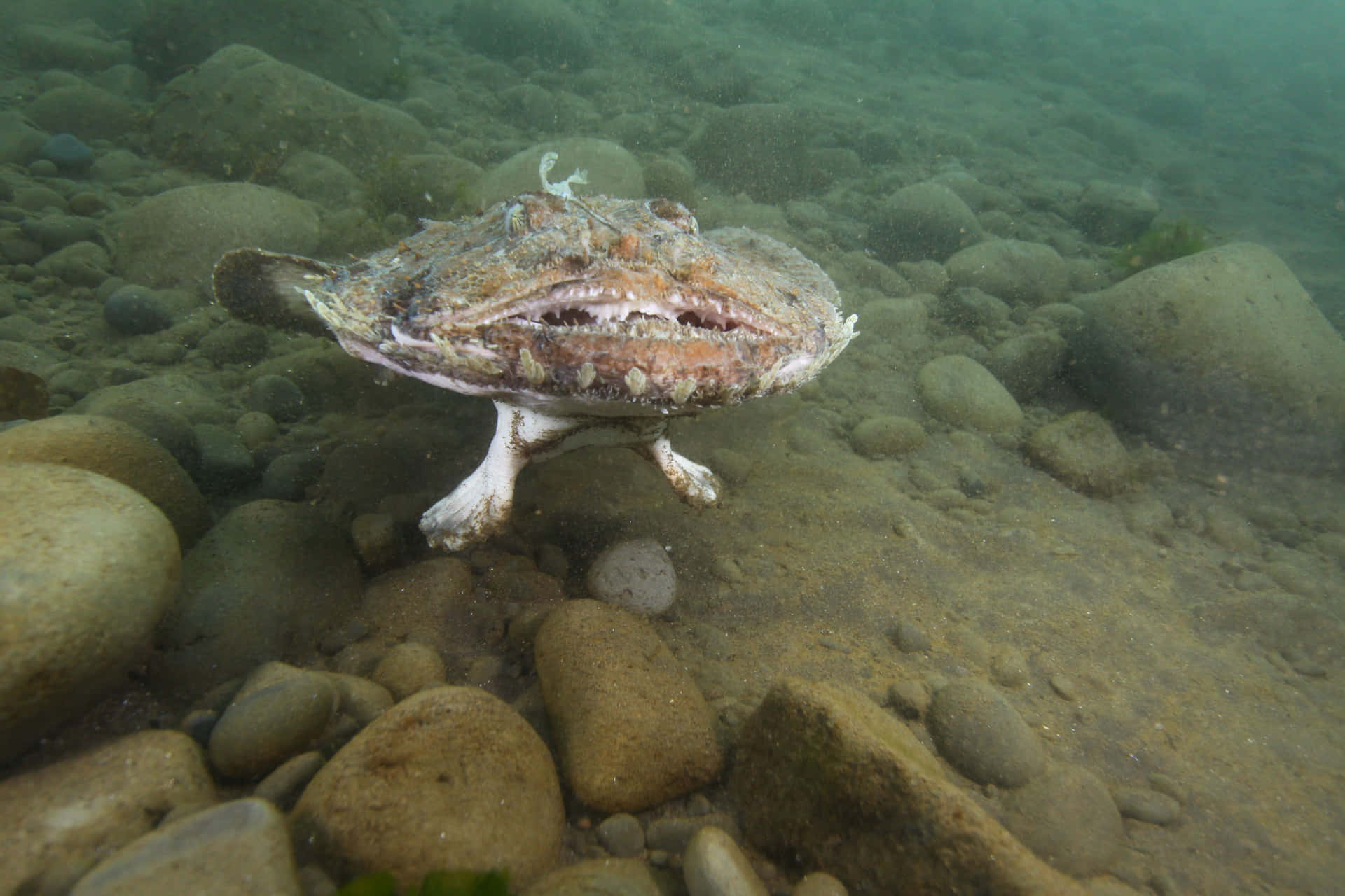 Monkfish Lurking Underwater.jpg