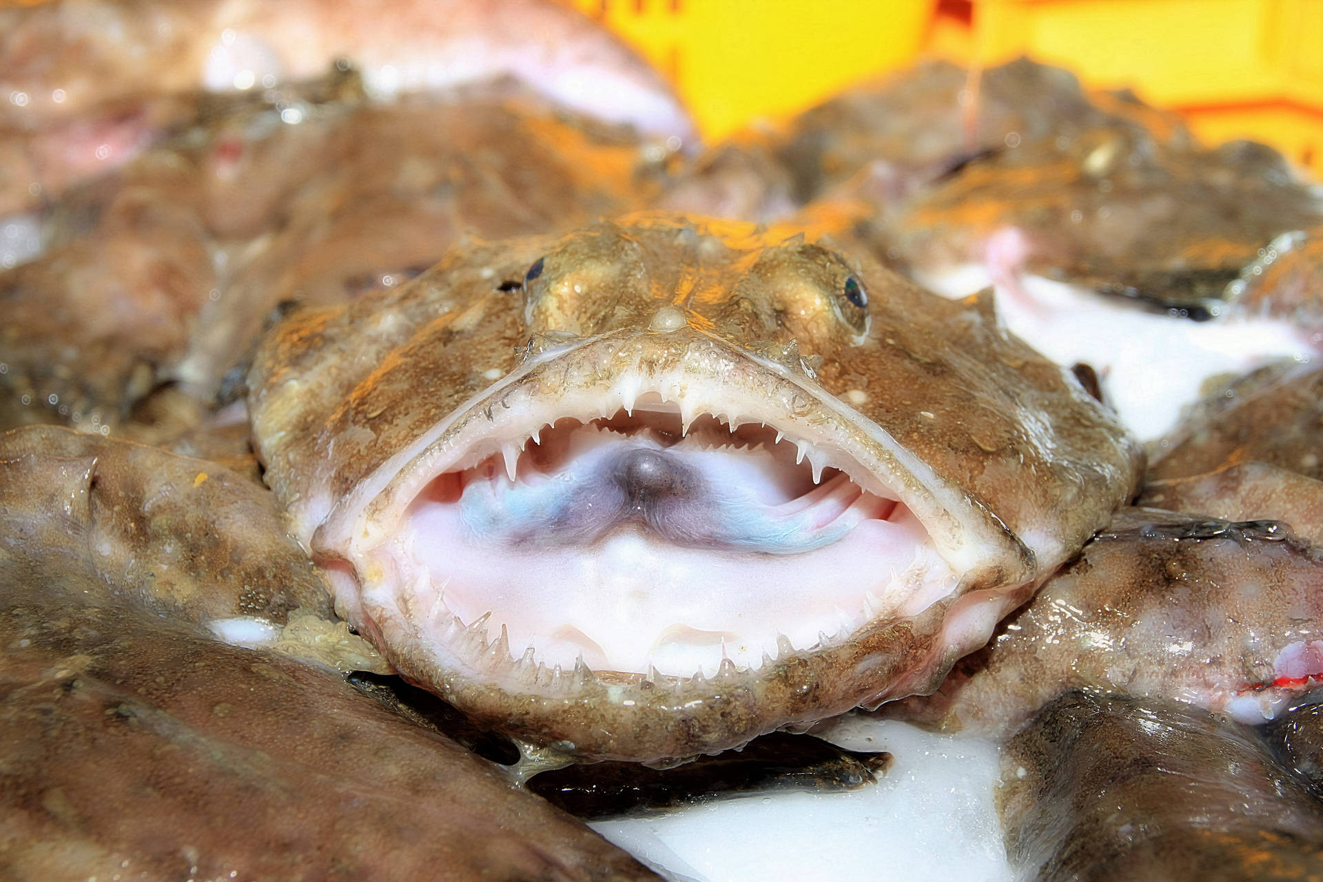 Monkfish Mouth Teeth Background