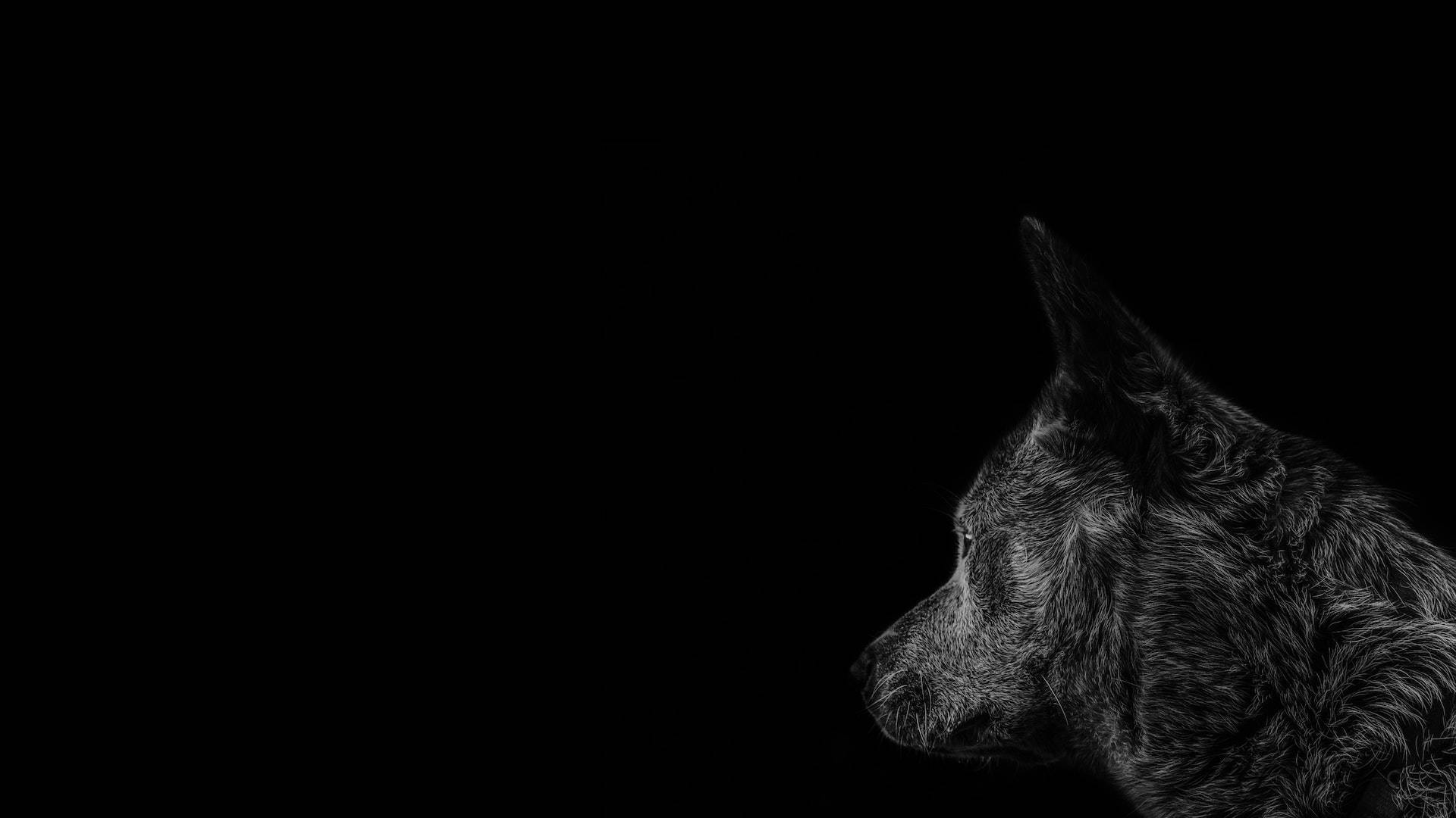 Monochromatic Aesthetic - Black Pc And Gray Timber Dog Background
