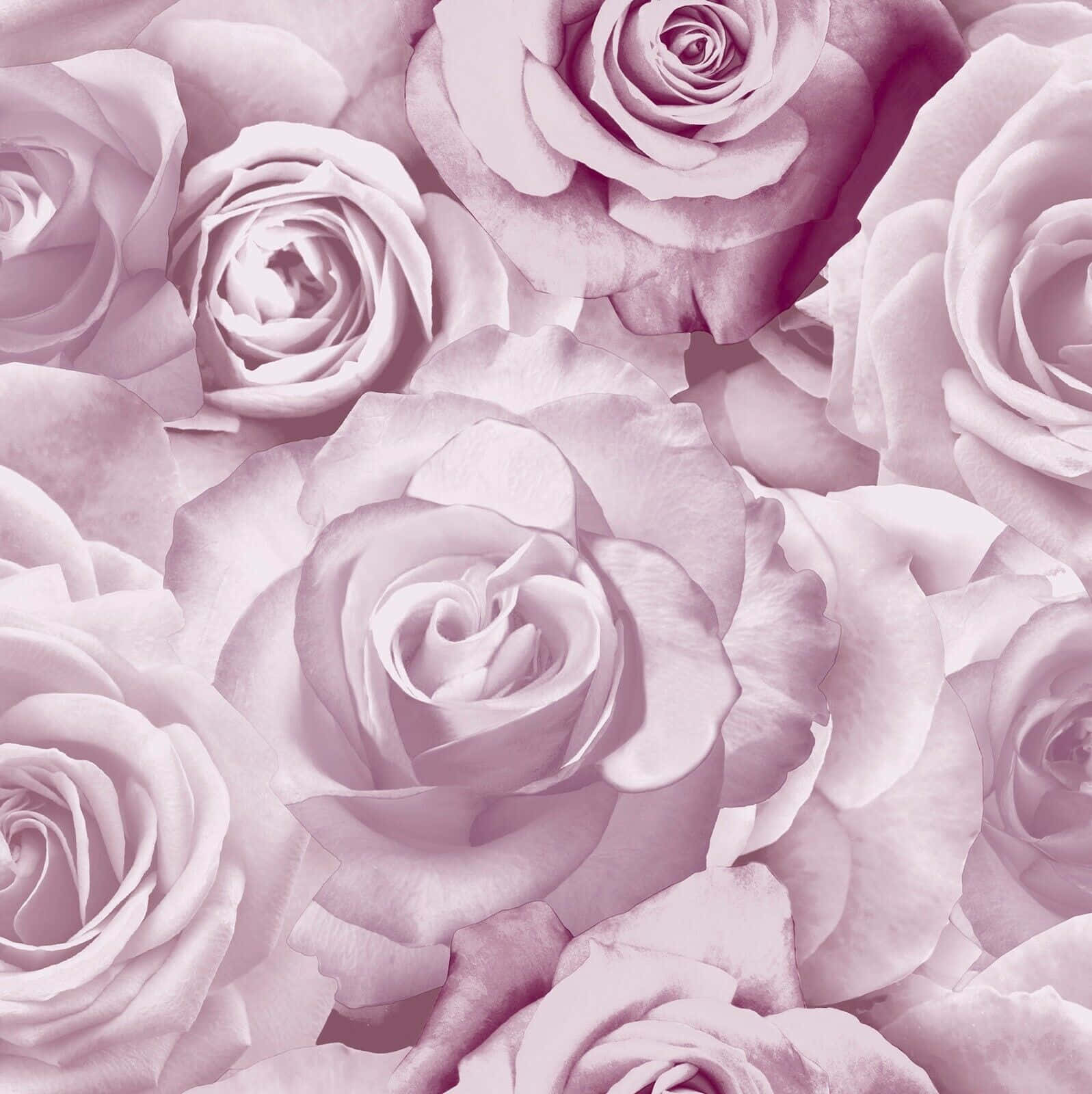 Monochromatic Blush Roses Pattern Background