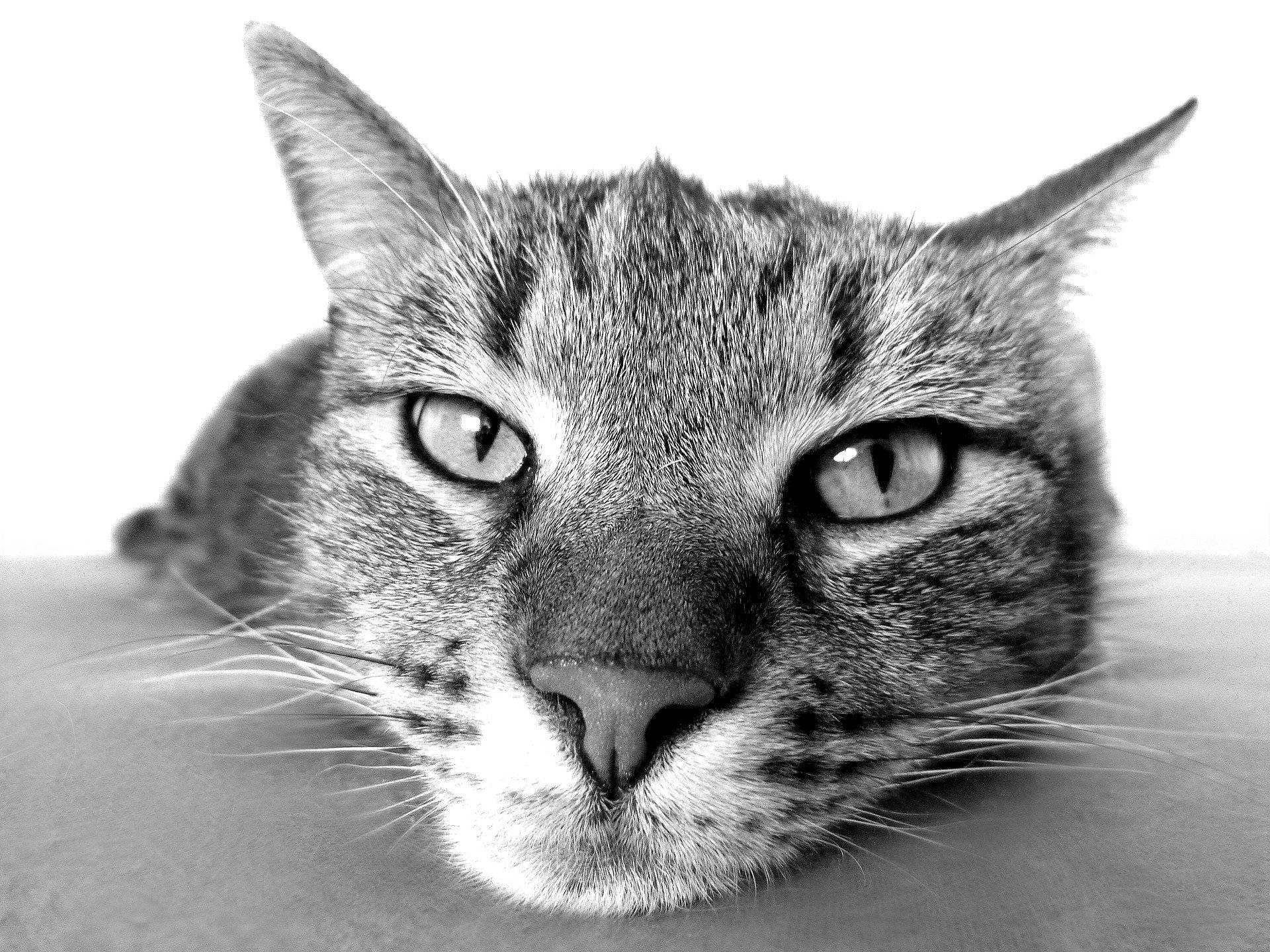 Monochromatic Cat Close-up Background