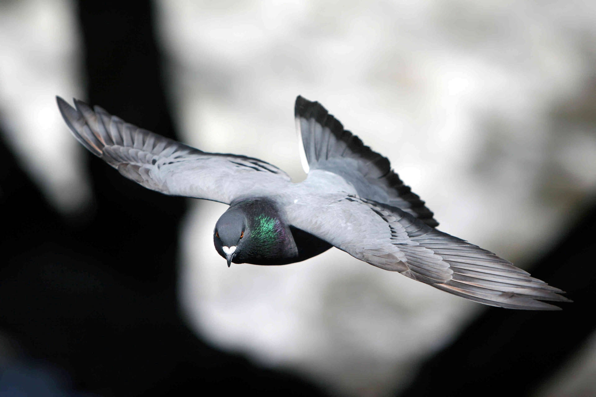 Monochromatic Flying Homing Pigeon Shot Background