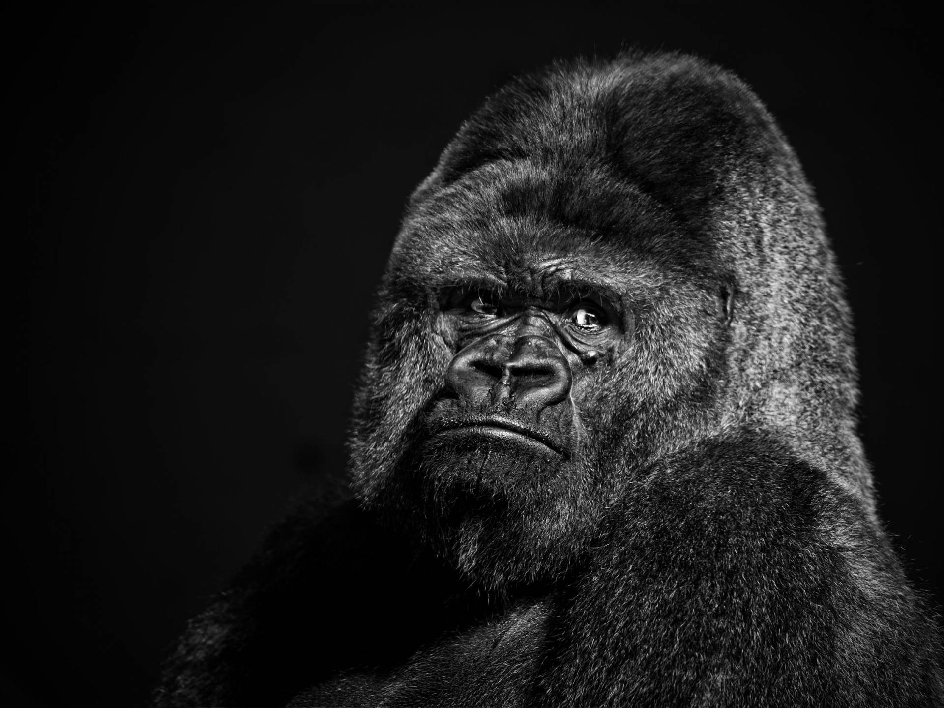 Monochromatic Photograph Of A Gorilla Background
