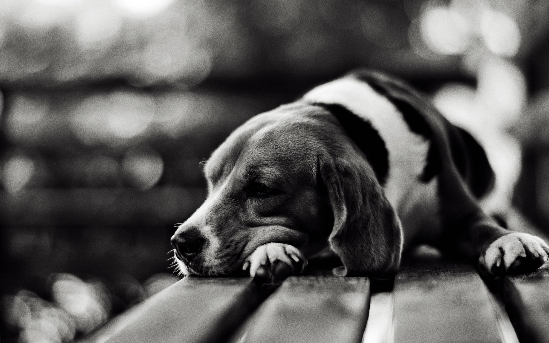 Monochromatic Sleeping Beagle Puppy Background