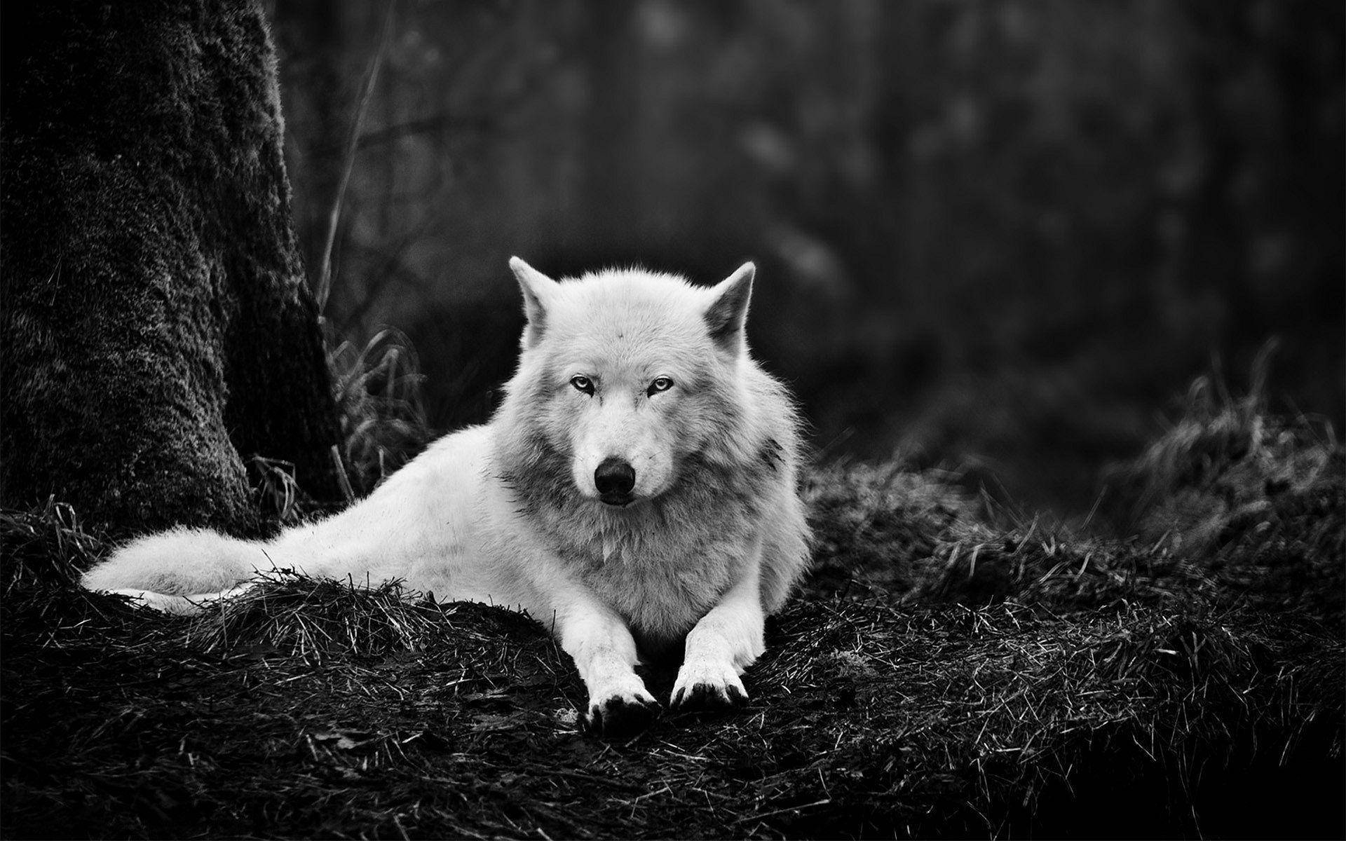 Monochromatic Wolf Desktop Picture Background