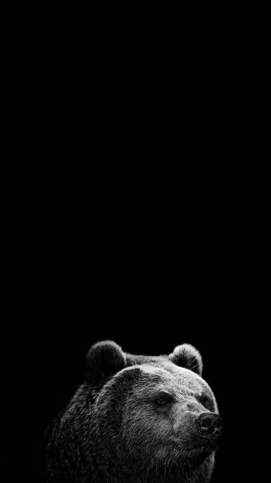 Monochrome Bear Pure Black Hd Phone Screen Background