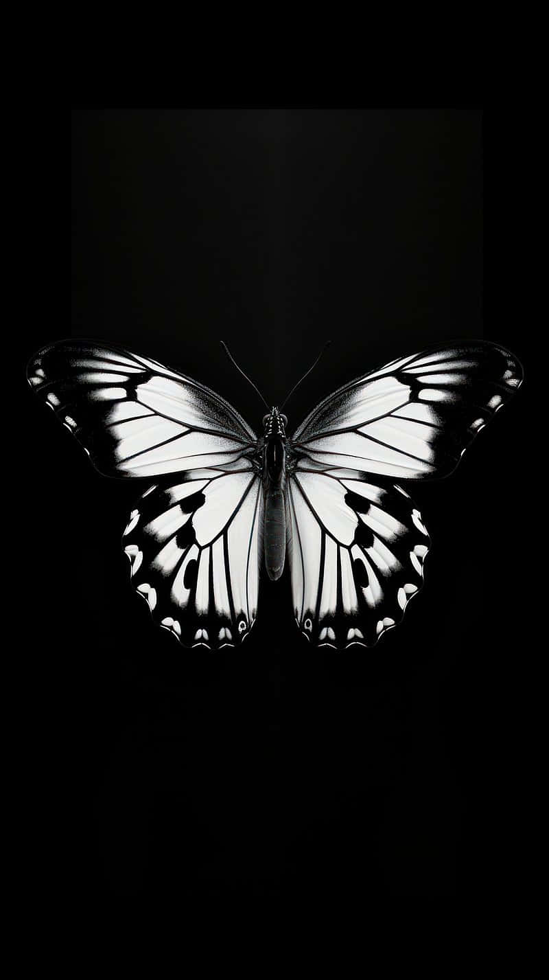 Monochrome Butterfly Against Black Background Background