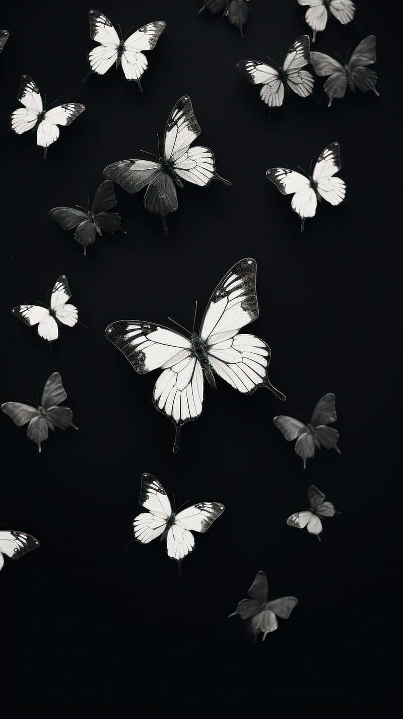 Monochrome Butterfly Flight Background