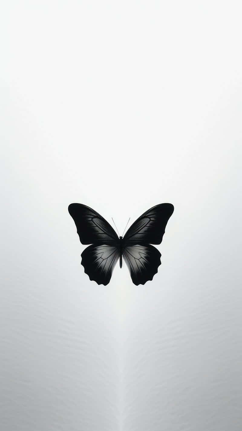 Monochrome Butterfly Silhouette Background