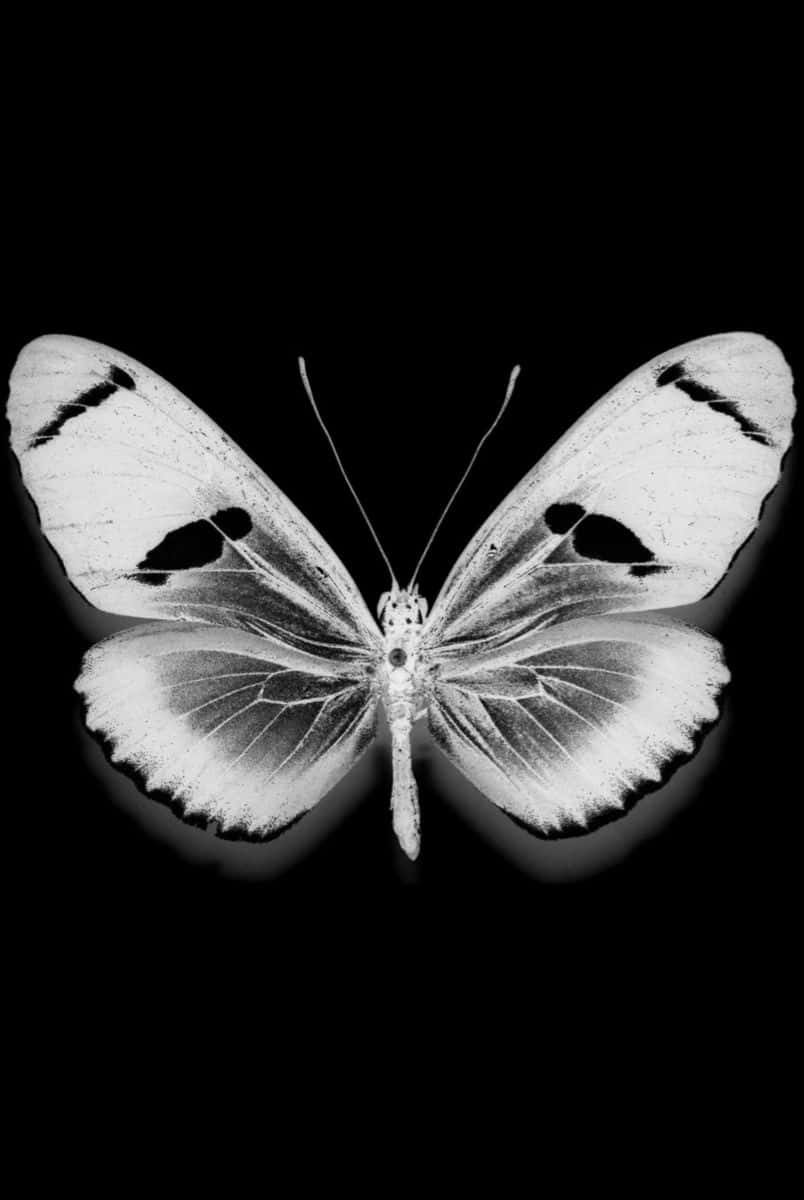 Monochrome Butterflyon Black Background.jpg Background