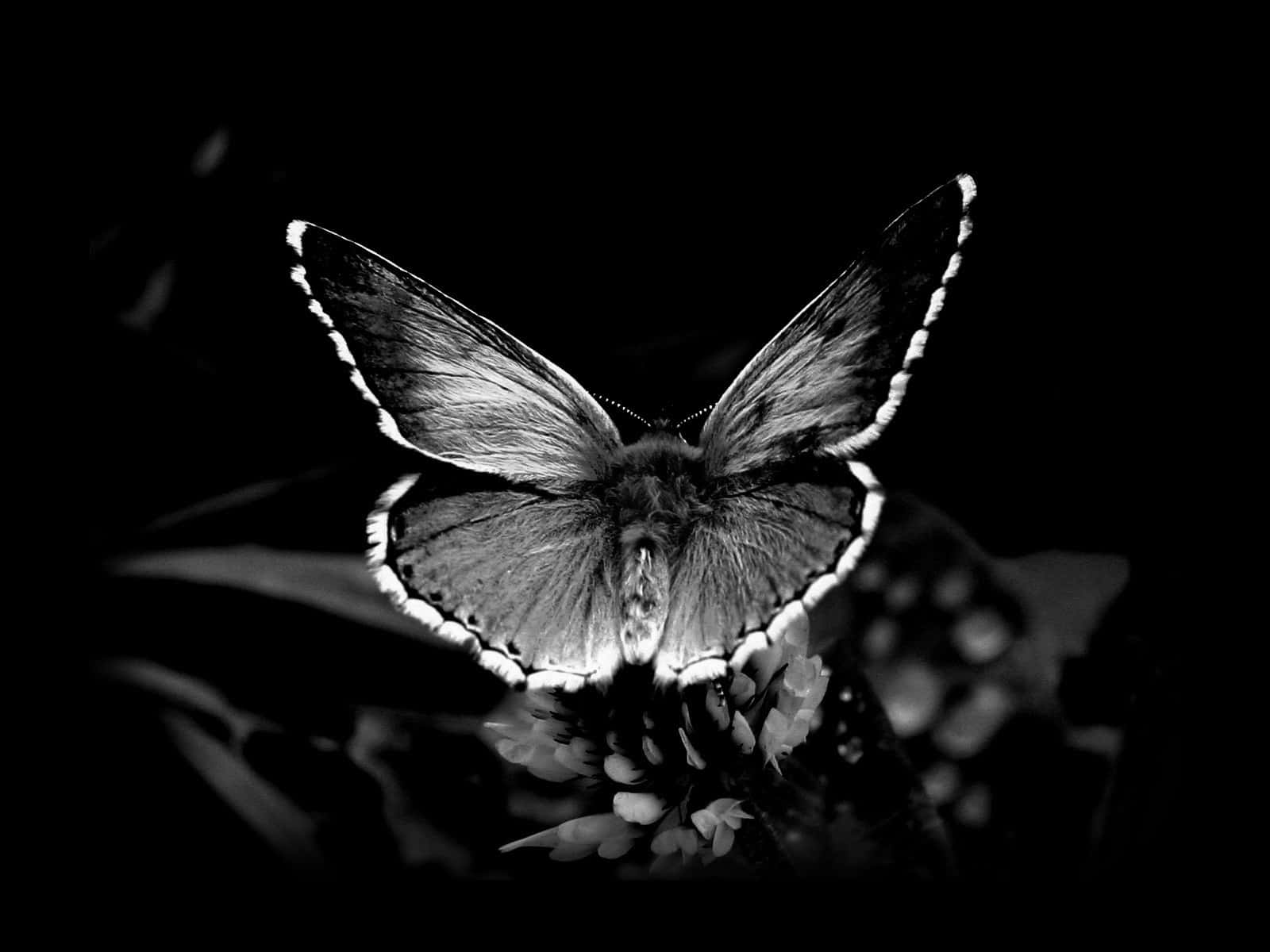 Monochrome Butterflyon Flower Background