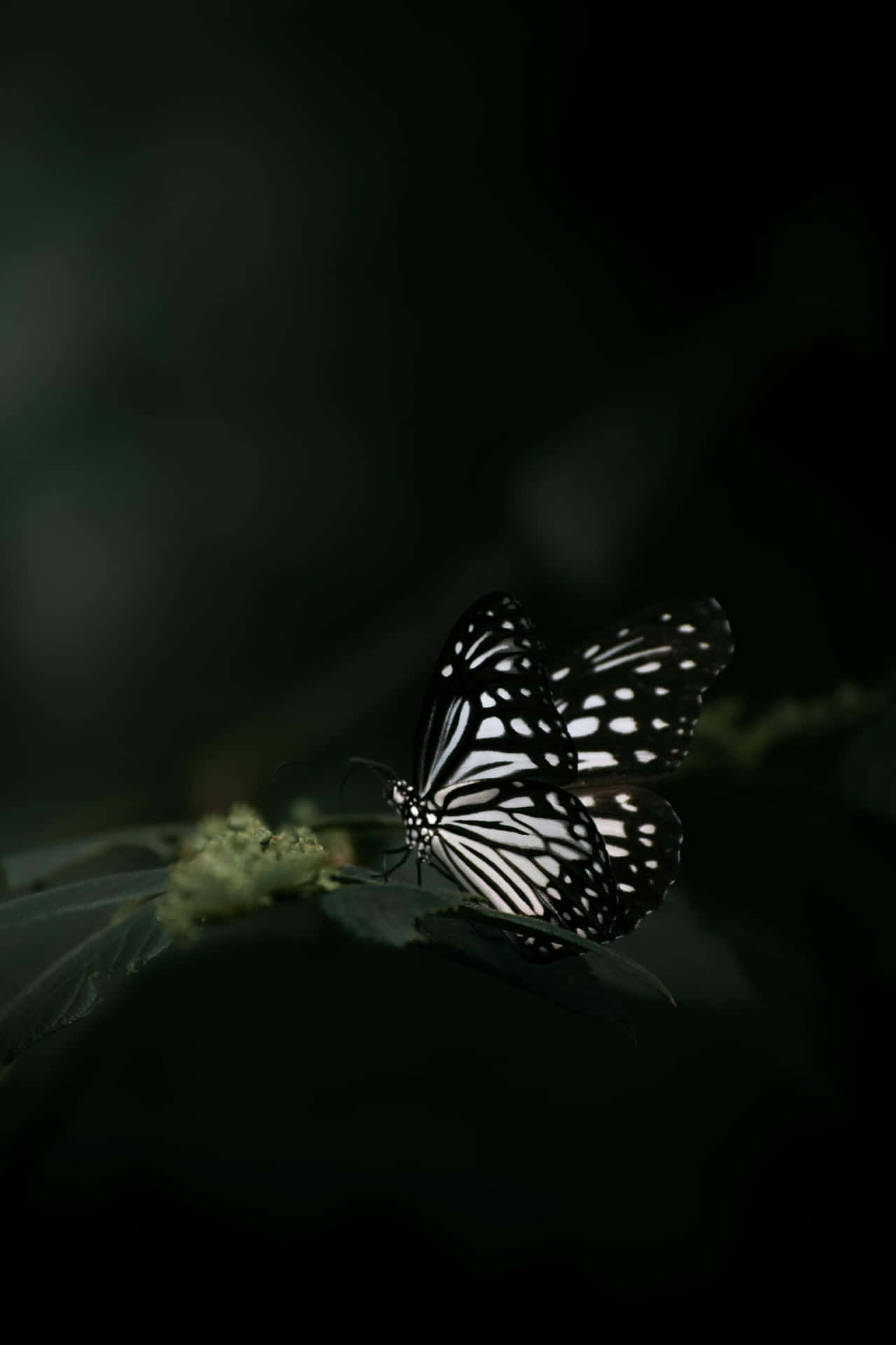 Monochrome Butterflyon Leaf Background