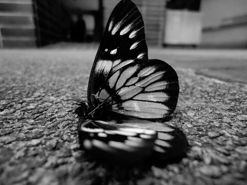 Monochrome Butterflyon Textured Surface Background
