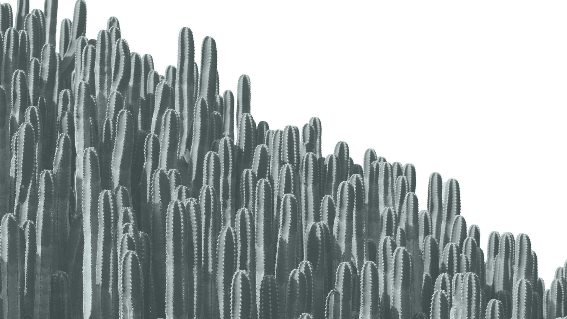 Monochrome Cactus Forest Background