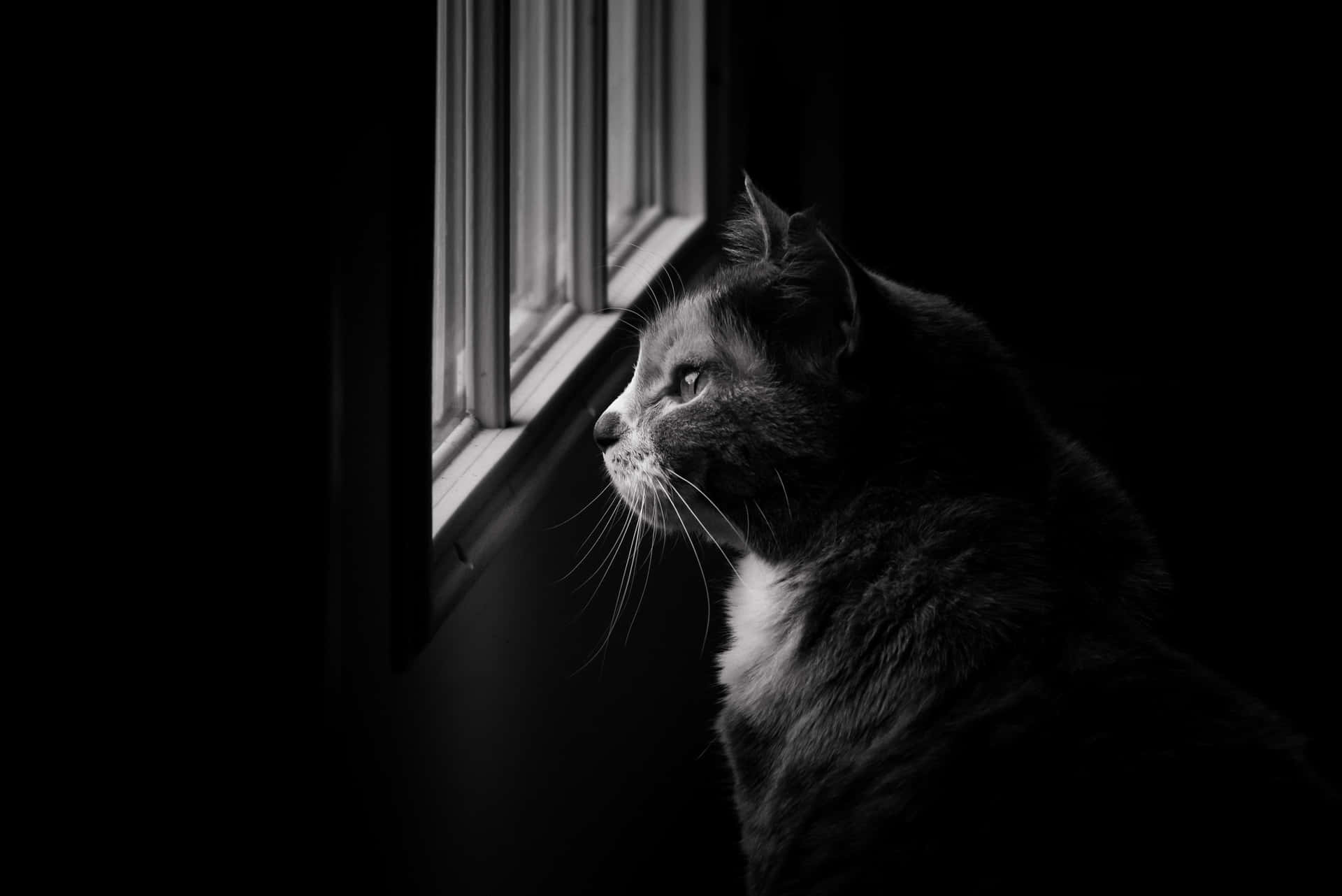 Monochrome Cat Looks Outside Window Background