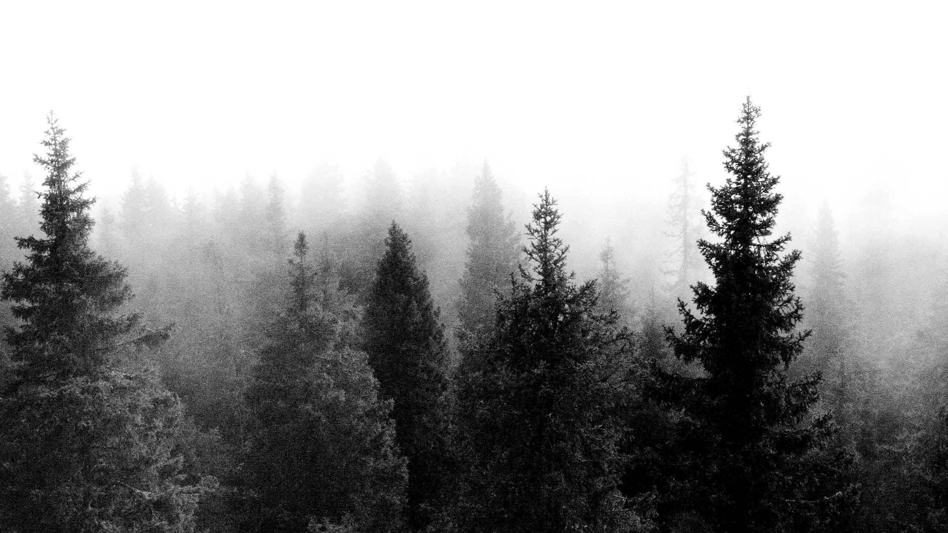 Monochrome Cloudy Trees 4k Pc Background