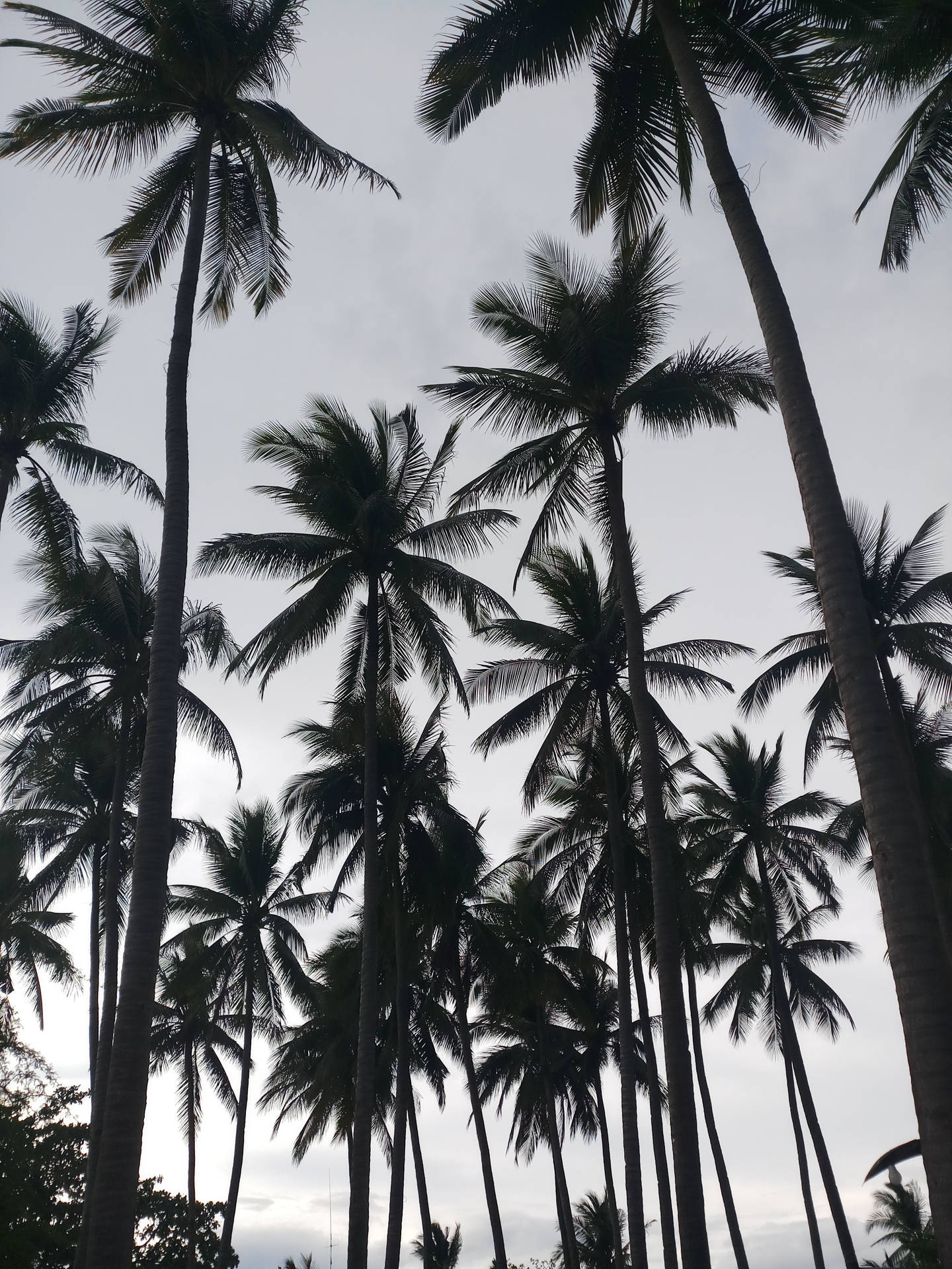 Monochrome Coconut Trees Background