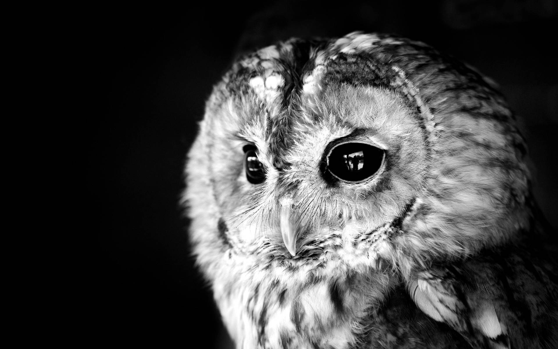Monochrome Cute Owl Background