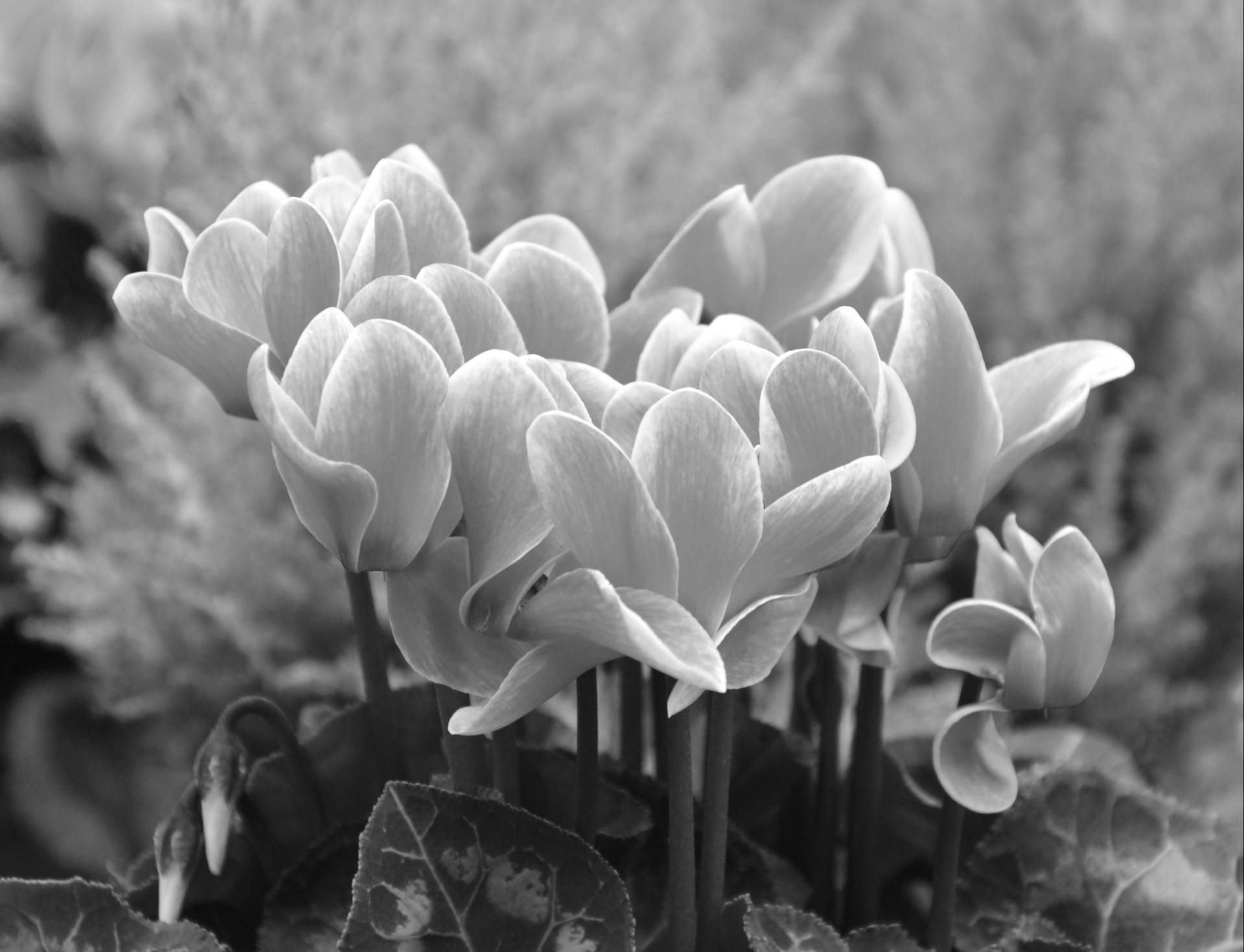 Monochrome Cyclamen Plant