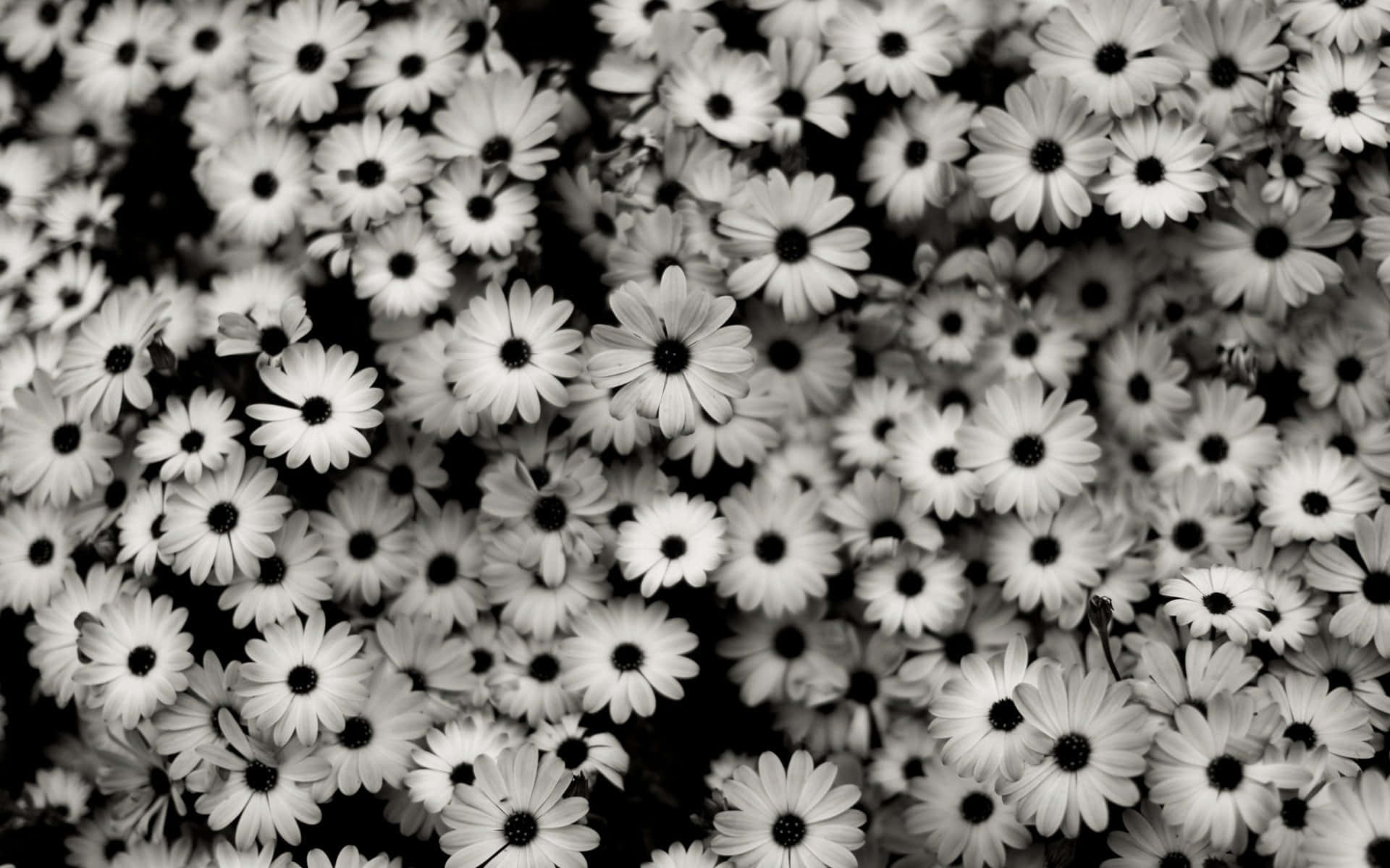 Monochrome Daisies Garden Background