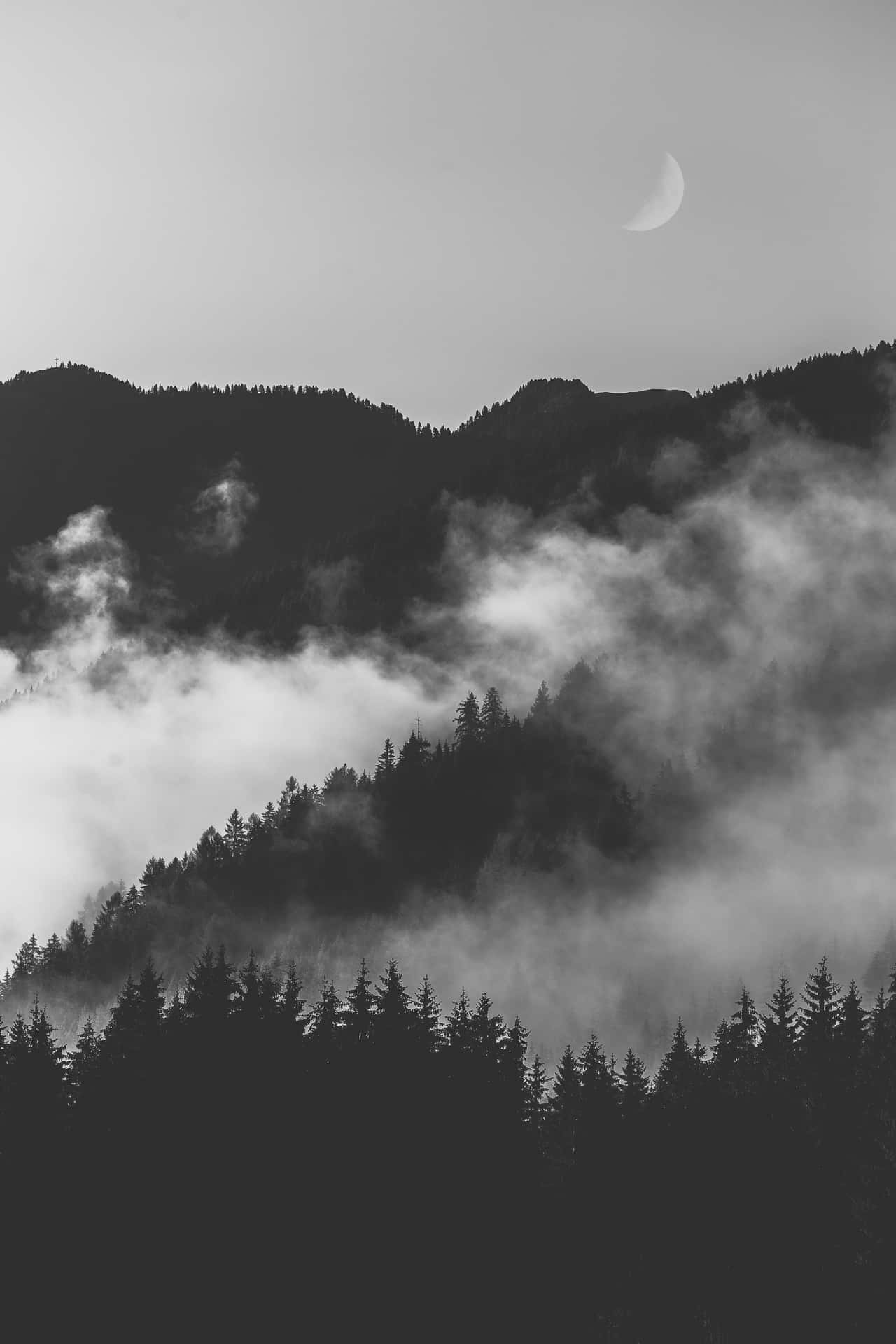 Monochrome Dark And Foggy Forest Background