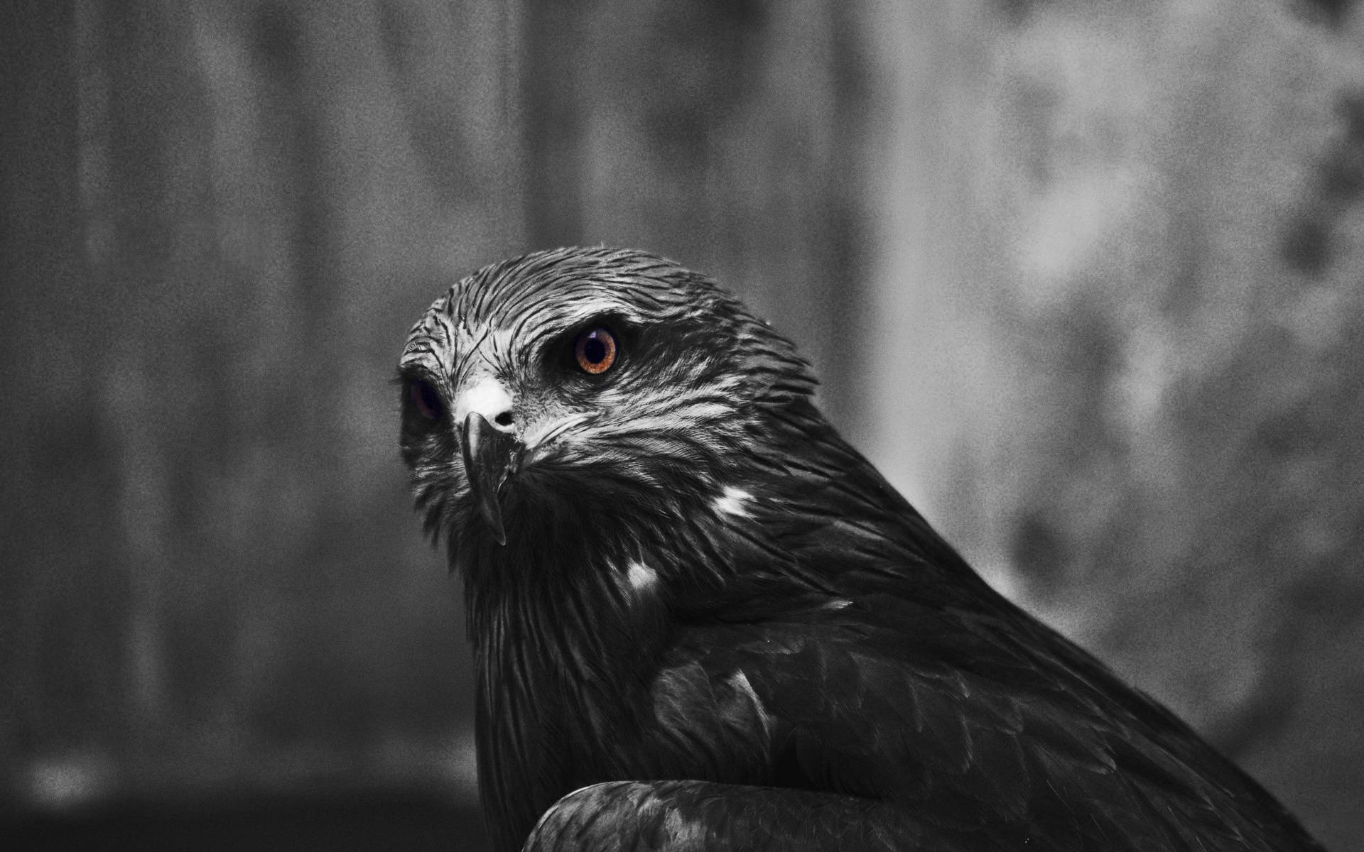 Monochrome Eagle Photography Background
