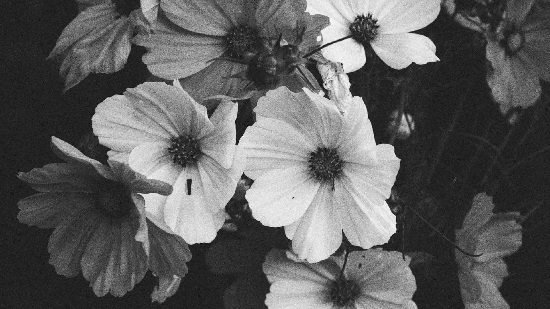 Monochrome Floral Elegance.jpg Background