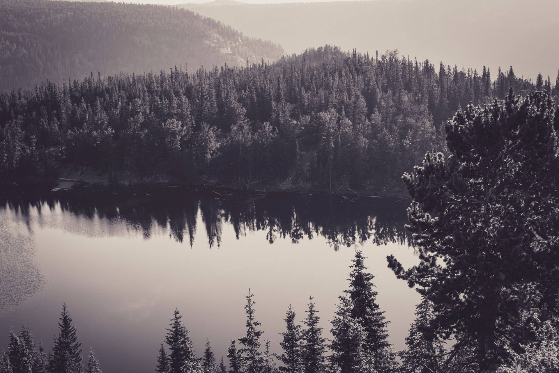 Monochrome Forest Lake Background