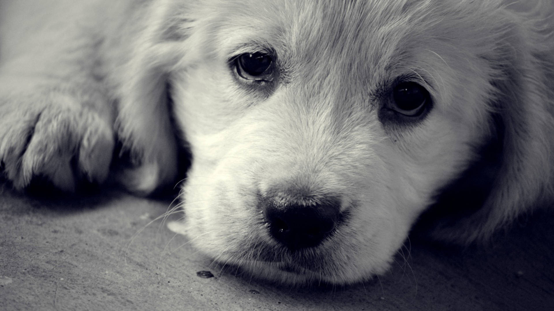 Monochrome Golden Retriever Puppy Background