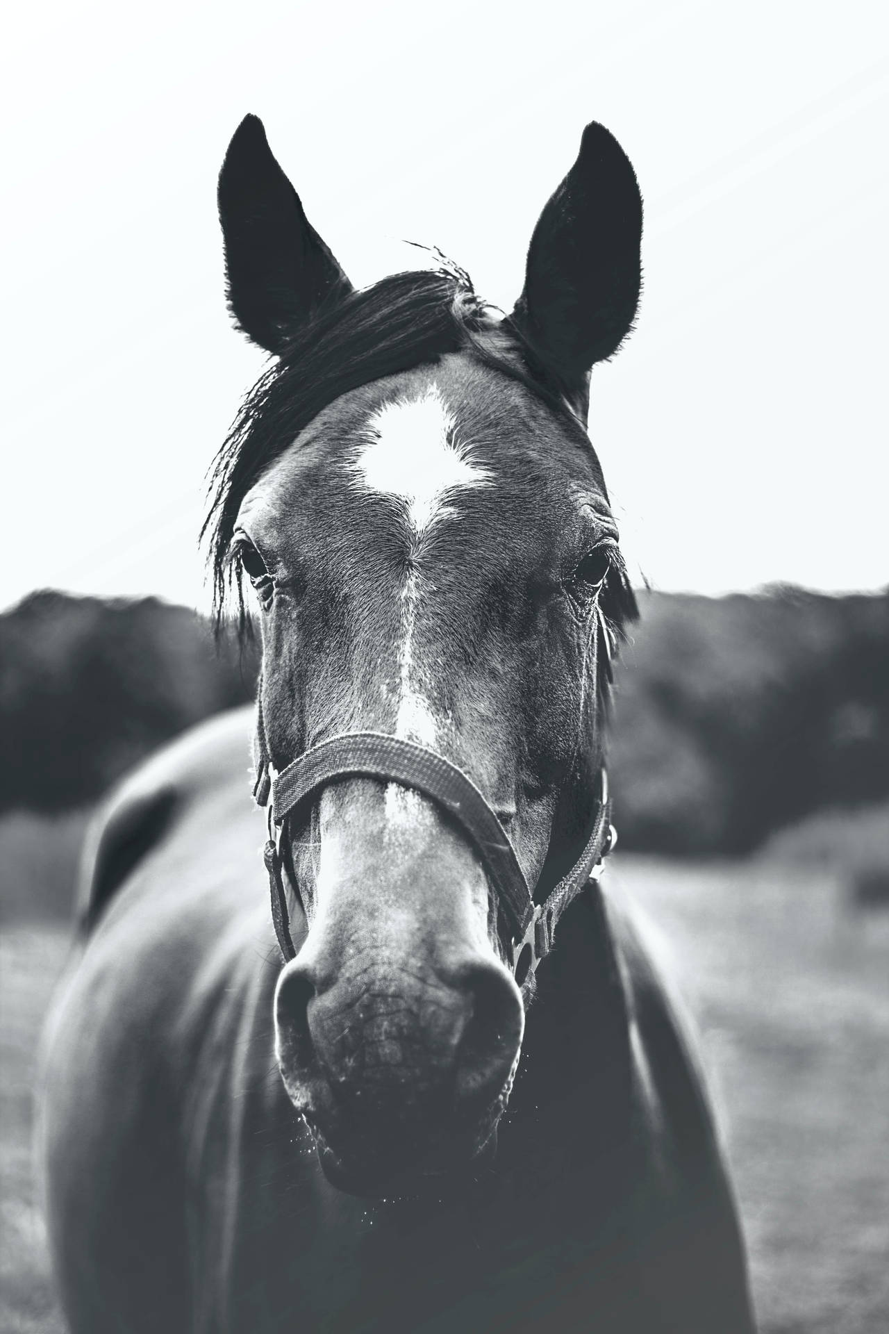 Monochrome Horse Face Background
