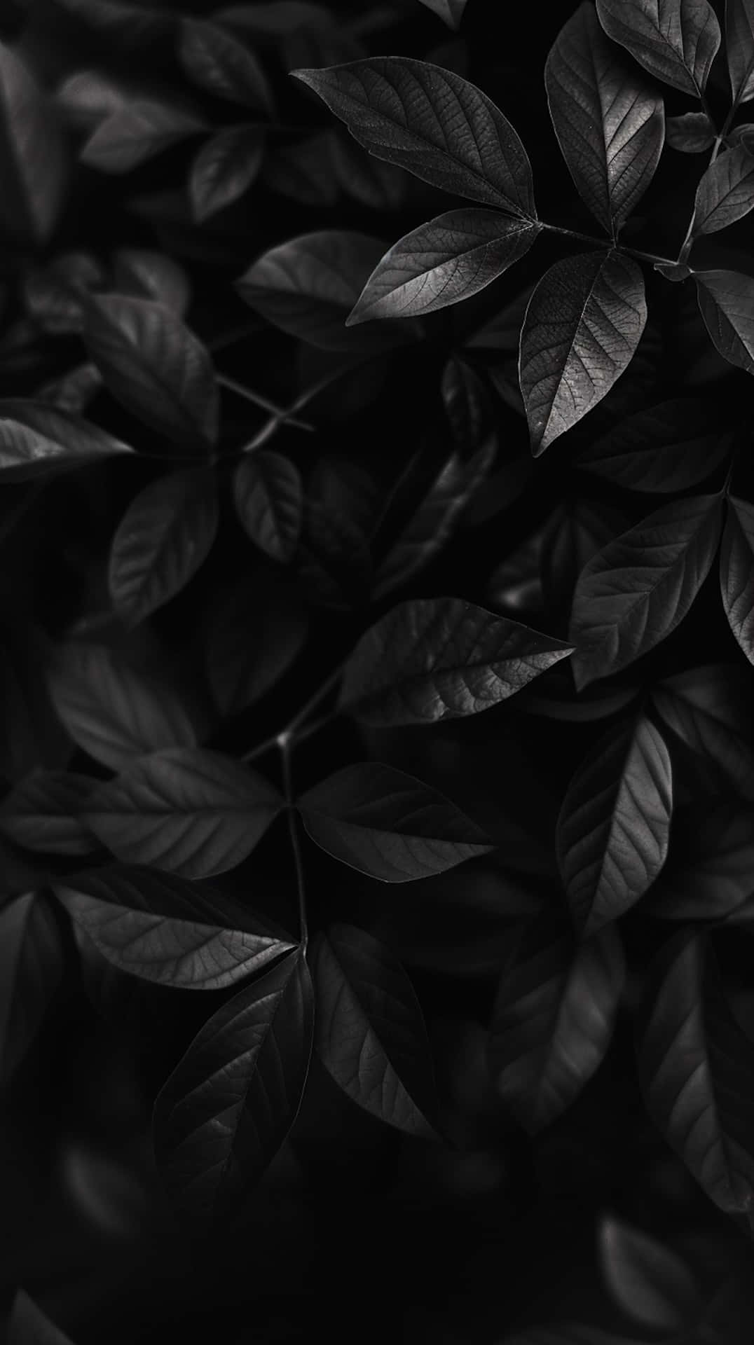 Monochrome Leaves Texture Background