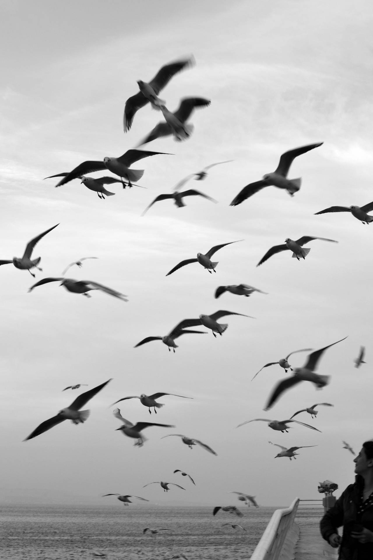 Monochrome Of Flock Of Birds Background