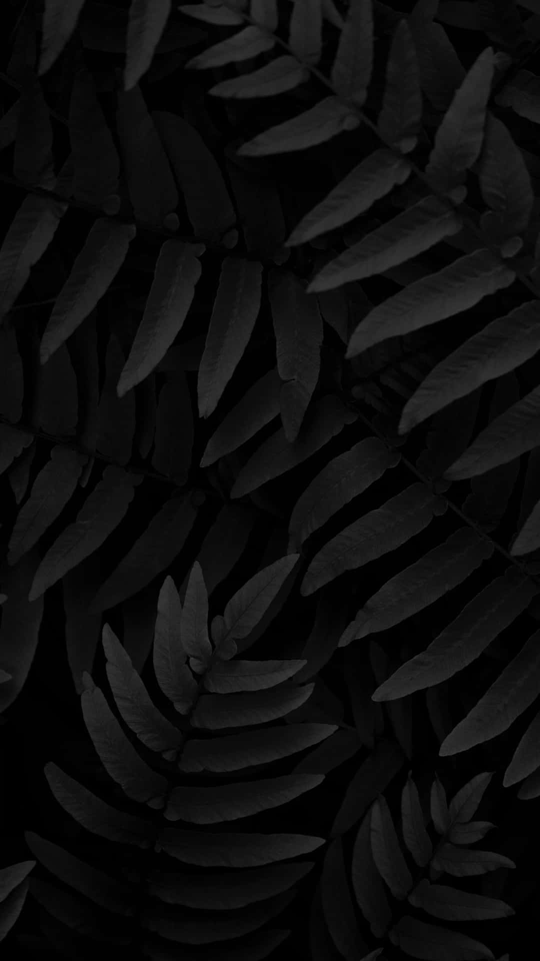 Monochrome Plant Leaves Background