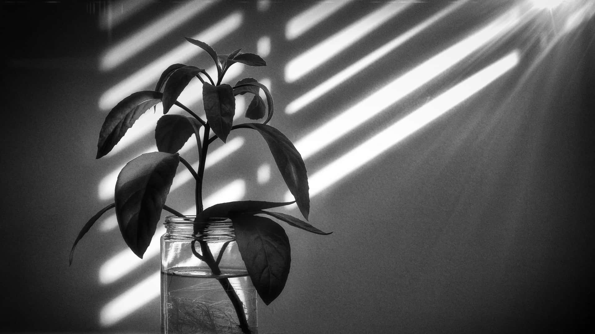 Monochrome Plant Sunbeam4 K Background