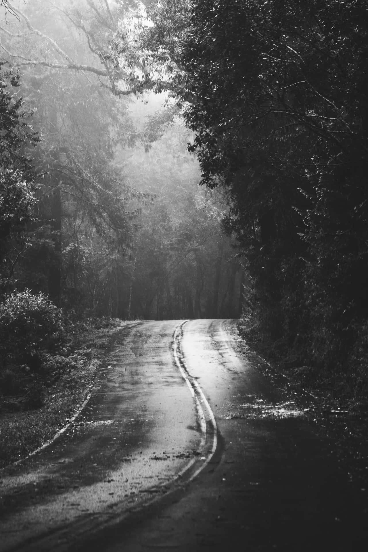 Monochrome Road With Gloomy Trees Background