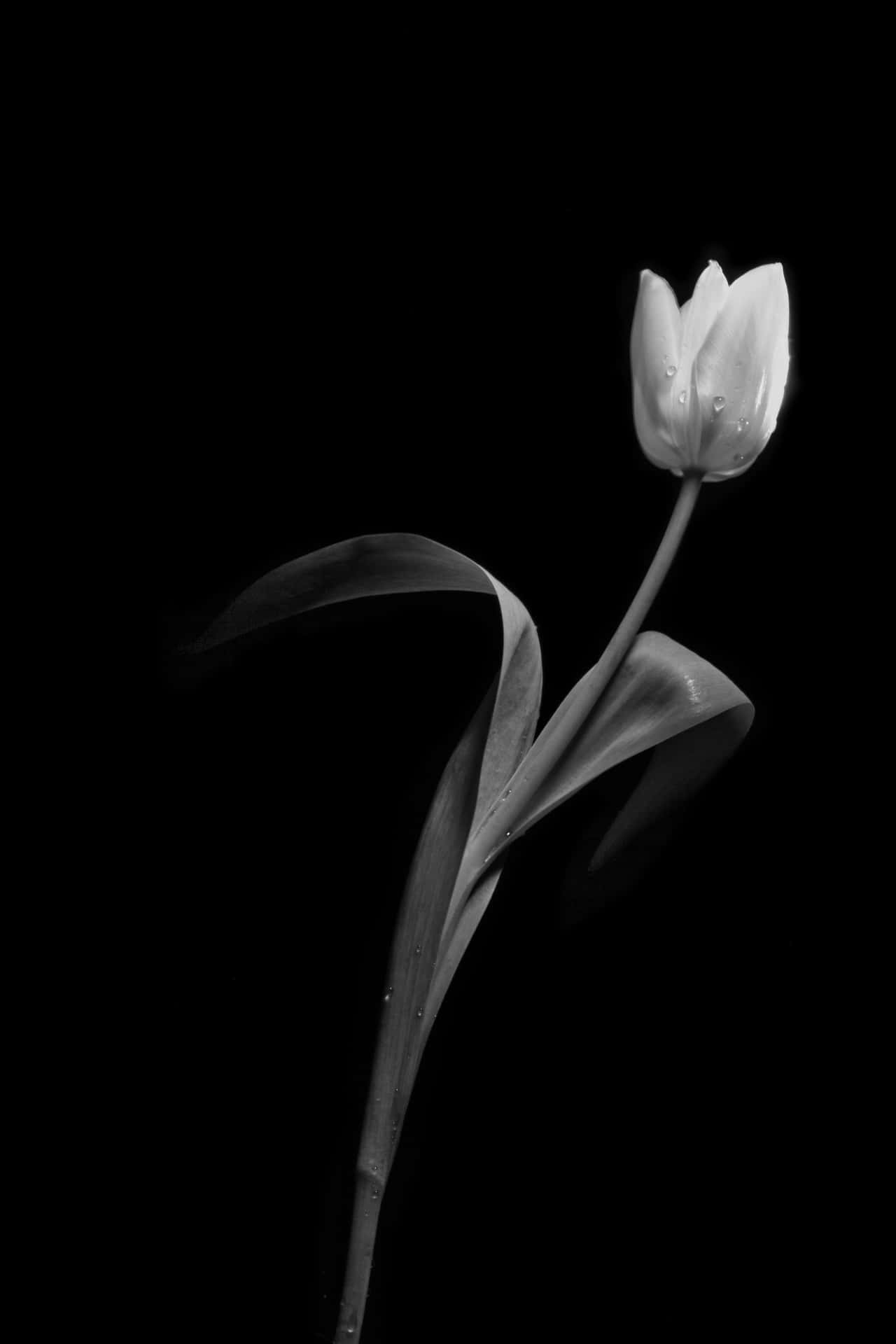 Monochrome Rose - The Beauty Of Contrast Background