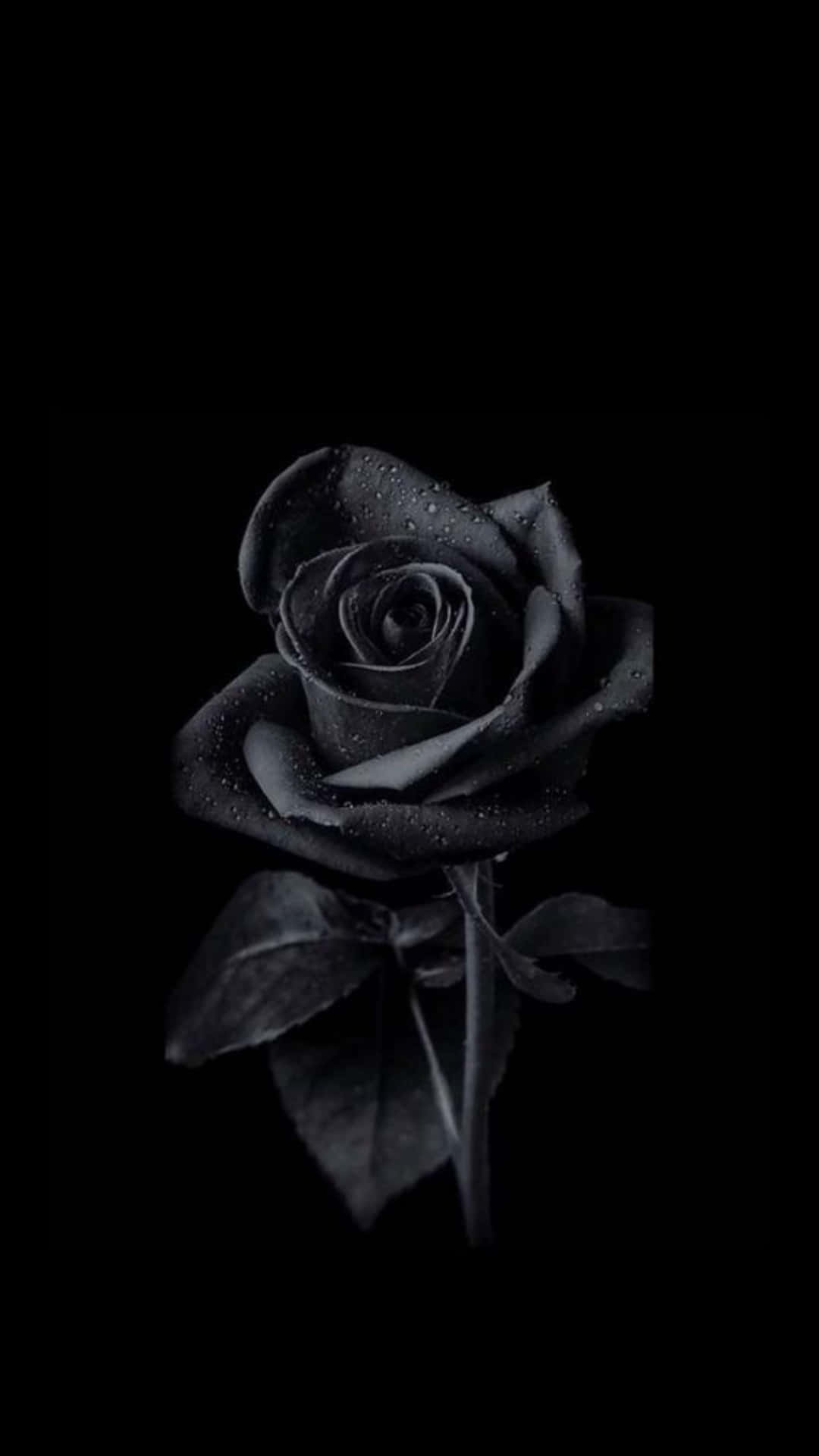 Monochrome Rose With Dewdrops