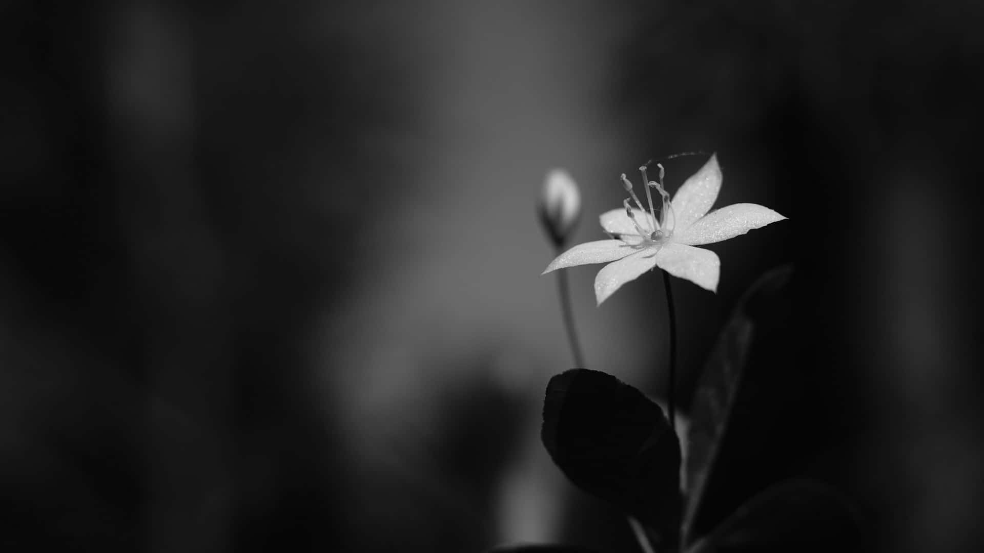 Monochrome Solitude Flower4 K Background