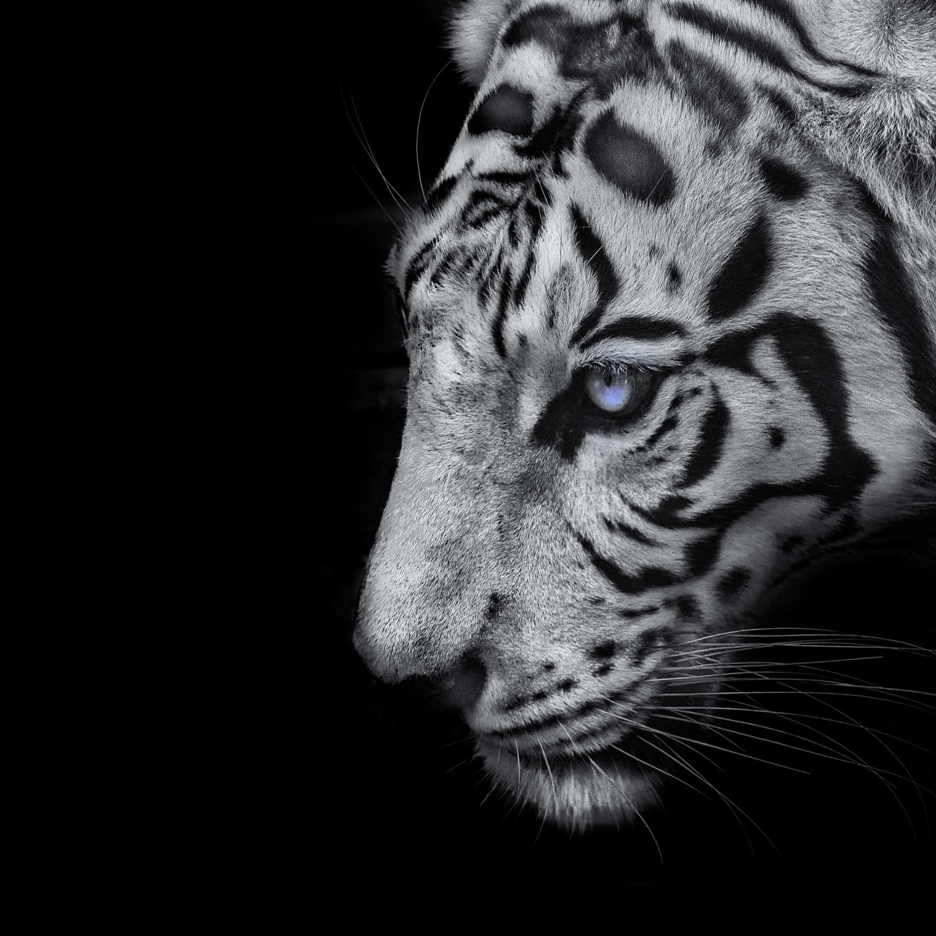 Monochrome Tiger With Blue Eye Background