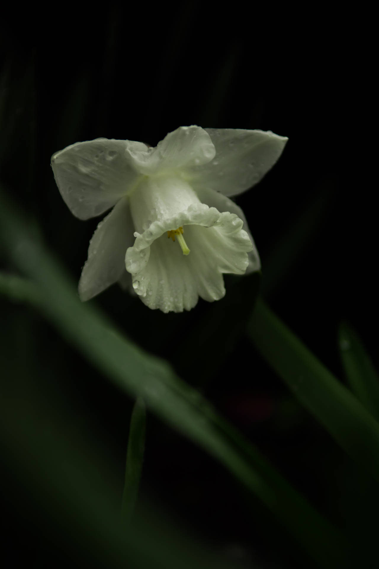Monochrome White Daffodil Background