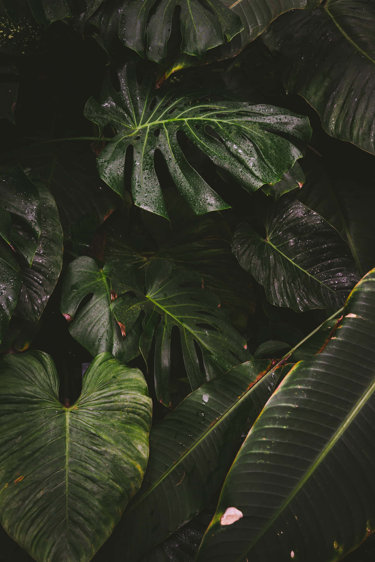 Monstera And Elephant Ear Plant Phone Background