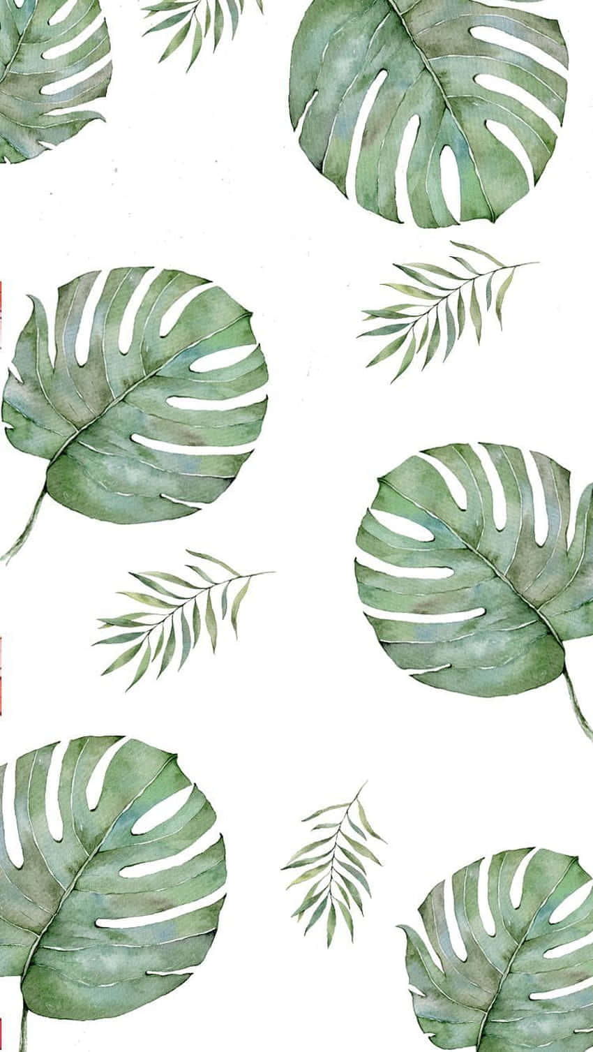 Monstera Deliciosa - The Cutest Green Plant