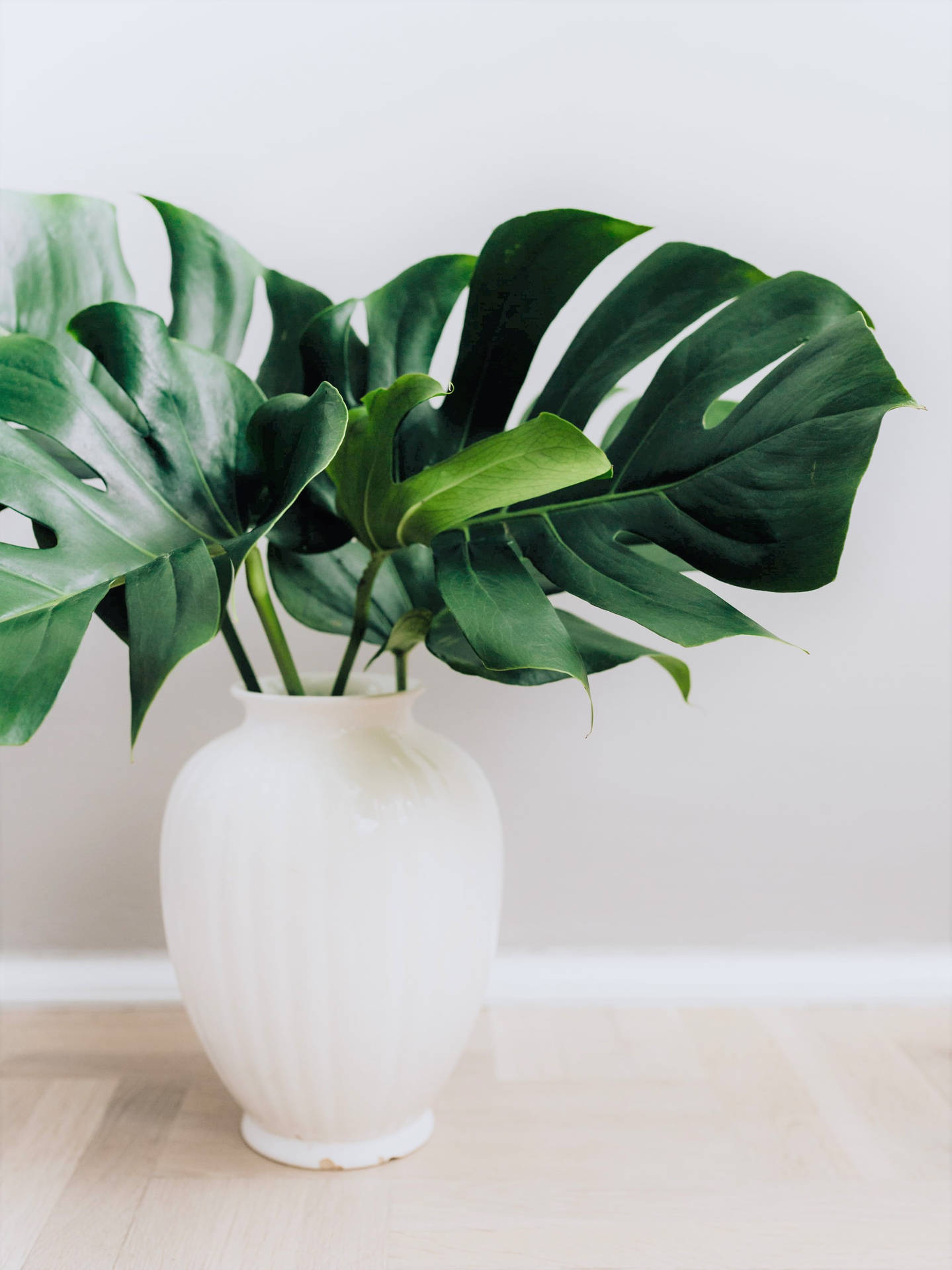 Monstera In A White Vase Background