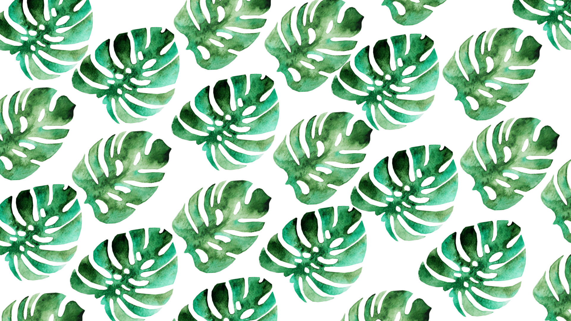 Monstera Leaf Backdrop Background