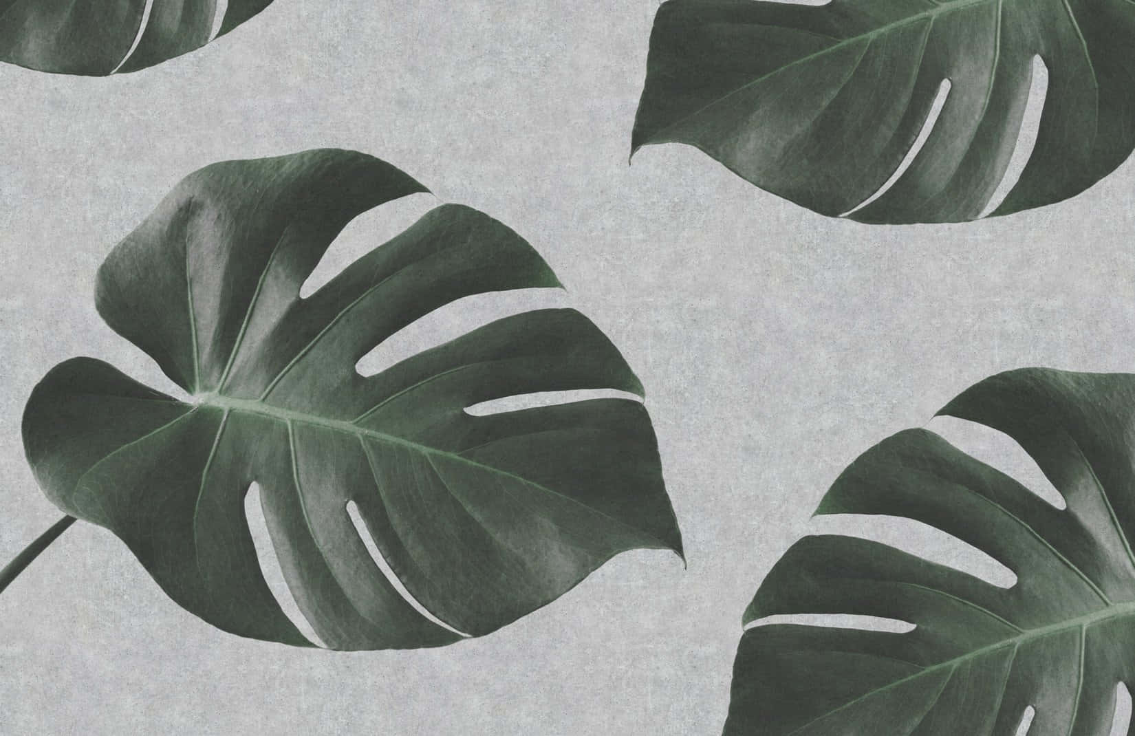 Monstera Leaf Black And White Illustration Background