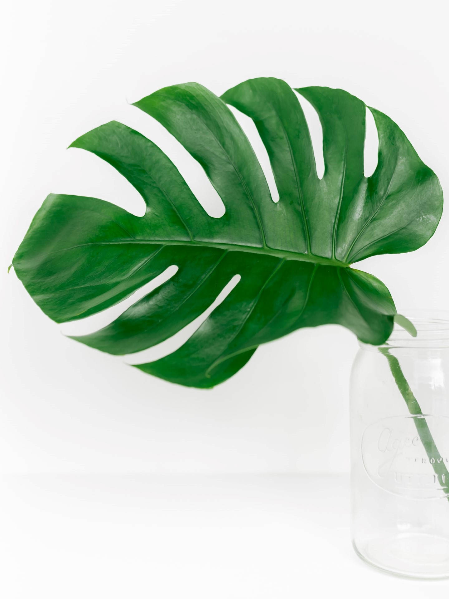 Monstera Leaf Clear Glass Background